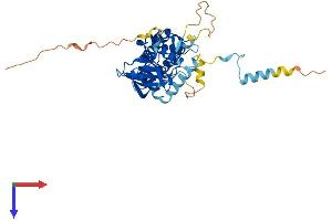 MAPKAP Kinase 3 Protein (AA 1-384) (His tag)