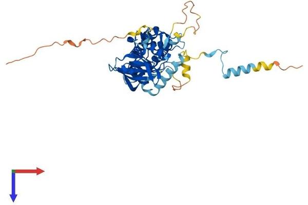 MAPKAP Kinase 3 Protein (AA 1-384) (His tag)
