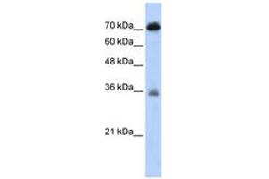 Image no. 1 for anti-NFKB Repressing Factor (NKRF) (AA 61-110) antibody (ABIN6742628)
