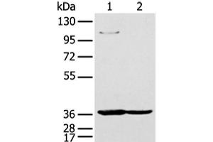 Western blot analysis of 293T and K562 cell using NUDT19 Polyclonal Antibody at dilution of 1:350