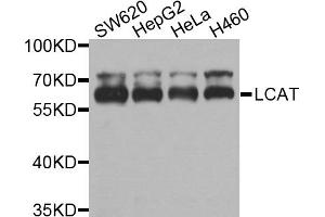 Western blot analysis of extracts of various cell lines, using LCAT antibody (ABIN5972119) at 1/1000 dilution.