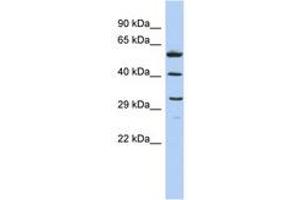 Image no. 1 for anti-C1q and Tumor Necrosis Factor Related Protein 7 (C1QTNF7) (AA 143-192) antibody (ABIN6743642) (CTRP7 Antikörper  (AA 143-192))