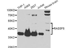 Western blot analysis of extracts of various cell lines, using RASSF5 antibody.