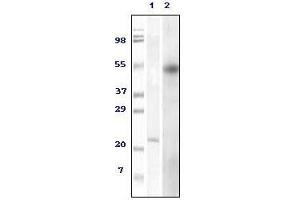Western blot analysis using Foxp3 mouse mAb against truncated Foxp3 recombinant (1) and HEK293 cell lysate (2).