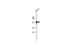 Anti-CALR Antibody (Center) at 1:2000 dilution + PC-3 whole cell lysate Lysates/proteins at 20 μg per lane. (Calreticulin Antikörper  (AA 277-305))