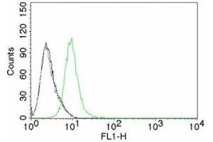 Flow cytometry testing of Jurkat cells. (CDKN1B Antikörper)