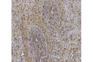 IHC analysis of Hsc70 using anti-Hsc70 antibody (ABIN7601962). (Hsc70 Antikörper  (AA 520-614))