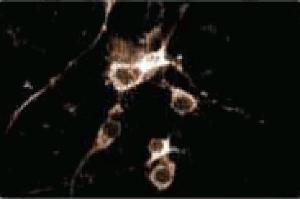 Immunofluorescence (IF) image for anti-Catechol-O-Methyltransferase (COMT) (AA 26-141) antibody (ABIN968704)