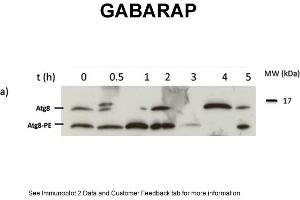 Autophagy is induced by starvationSample: Newborn M. (GABARAP Antikörper  (N-Term))