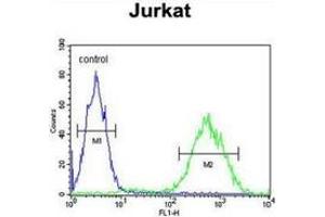 Flow cytometric analysis of Jurkat cells (right histogram) compared to a negative control cell (left histogram) using PRUNE  Antibody , followed by FITC-conjugated goat-anti-rabbit secondary antibodies. (PRUNE Antikörper  (C-Term))