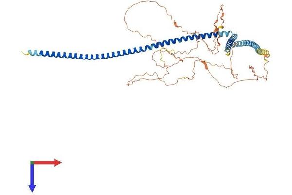 C14ORF39 Protein (AA 1-574) (His tag)