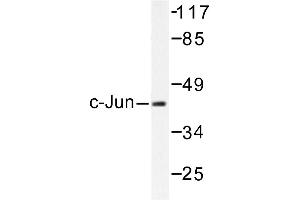 Image no. 1 for anti-Jun Proto-Oncogene (JUN) antibody (ABIN272013) (C-JUN Antikörper)