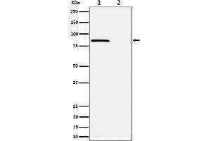 Western blot analysis of Phospho-Rad17 (S656) expression in (1) HeLa cell treated with CA lysate, (2) HeLa cell lysate.