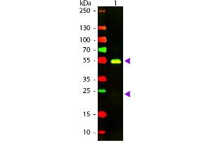 Western blot of Texas conjugated Goat F(ab’)2 Anti-Rabbit IgG Pre-Adsorbed secondary antibody.