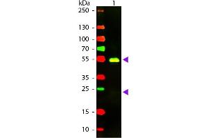 Western blot of Texas conjugated Goat F(ab’)2 Anti-Rabbit IgG Pre-Adsorbed secondary antibody. (Ziege anti-Kaninchen IgG (Heavy & Light Chain) Antikörper (Texas Red (TR)) - Preadsorbed)
