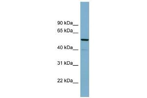 KIFC2 antibody used at 1 ug/ml to detect target protein.