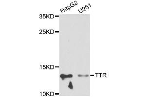 Western blot analysis of extracts of various cell lines, using TTR antibody (ABIN5970470) at 1/1000 dilution. (TTR Antikörper)
