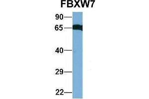 Host:  Rabbit  Target Name:  GNAS  Sample Type:  Human Fetal Heart  Antibody Dilution:  1. (FBXW7 Antikörper  (C-Term))