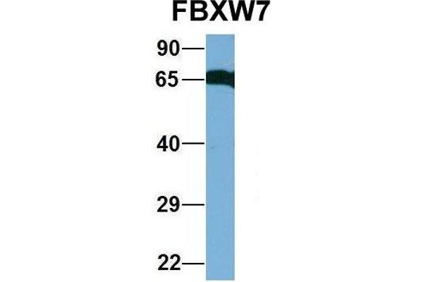 FBXW7 Antikörper  (C-Term)