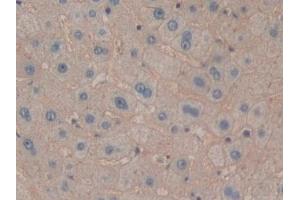 Immunohistochemistry (IHC) image for anti-Glutamyl Aminopeptidase (Aminopeptidase A) (ENPEP) (AA 718-948) antibody (ABIN7443356)