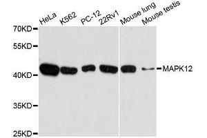 Western blot analysis of extracts of various cell lines, using MAPK12 antibody. (MAPK12 Antikörper  (AA 248-367))