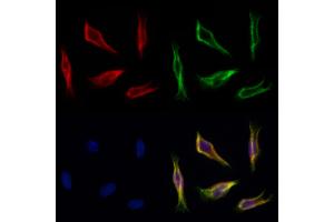 ABIN7094220 and ABIN7098266 staining Hela cells by IF/ICC. (FARS2 Antikörper  (Internal Region))