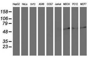 Image no. 2 for anti-Archain 1 (ARCN1) antibody (ABIN1497571) (ARCN1 Antikörper)