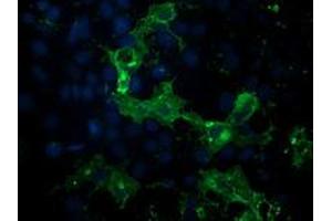 Anti-PDE2A mouse monoclonal antibody (ABIN2454149) immunofluorescent staining of COS7 cells transiently transfected by pCMV6-ENTRY PDE2A (RC207219). (PDE2A Antikörper)