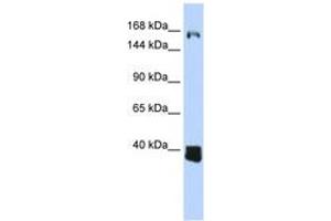 Image no. 1 for anti-Ligand Dependent Nuclear Receptor Corepressor (Lcor) (AA 1080-1129) antibody (ABIN6743824) (Lcor Antikörper  (AA 1080-1129))