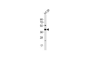 Anti-GNAI3 Antibody at 1:2000 dilution + HT-29 whole cell lysates Lysates/proteins at 20 μg per lane. (GNAI3 Antikörper  (AA 309-343))