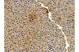 ABIN7095231 and ABIN7099288 at 1/100 staining mouse liver tissue by IHC-P. (RNF139 Antikörper)