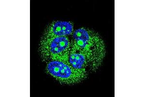 Confocal immunofluorescent analysis of MBD3L3 Antibody (C-term) (ABIN656066 and ABIN2845416) with MCF-7 cell followed by Alexa Fluor 488-conjugated goat anti-rabbit lgG (green). (MBD3L3 Antikörper  (C-Term))