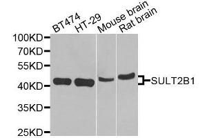 Western blot analysis of extracts of various cell lines, using SULT2B1 antibody. (SULT2B1 Antikörper  (AA 1-365))