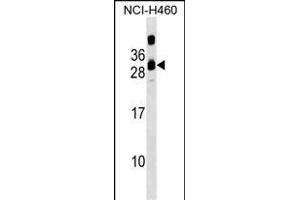 CIB3 Antibody (N-term) (ABIN1539555 and ABIN2849468) western blot analysis in NCI- cell line lysates (35 μg/lane).