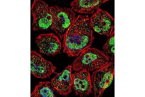 Fluorescent confocal image of  cell stained with KLF5 Antibody (C-term) (ABIN391515 and ABIN2841476). (KLF5 Antikörper  (C-Term))