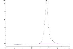 The purity of Biotinylated Human 4-1BB is greater than 95 % as determined by SEC-HPLC. (CD137 Protein (AA 24-186) (His-Avi Tag,Biotin))