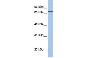 WB Suggested Anti-SLC20A1 Antibody Titration:  0.