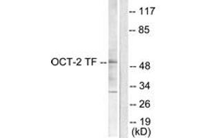 Western blot analysis of extracts from COS7 cells, using OCT2 Antibody. (Oct-2 Antikörper  (AA 1-50))