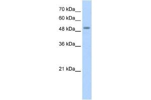 STK11 antibody used at 1. (LKB1 Antikörper  (N-Term))