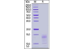 Human Mucin-1 (1), His Tag on  under reducing (R) condition.