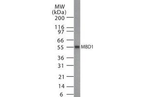 Western Blotting (WB) image for anti-Methyl-CpG Binding Domain Protein 1 (MBD1) (AA 98-113) antibody (ABIN208588)