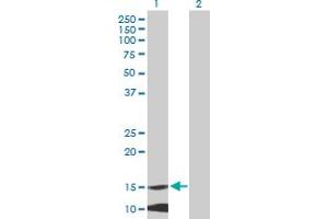 Western Blot analysis of MRPL42 expression in transfected 293T cell line by MRPL42 MaxPab polyclonal antibody. (MRPL42 Antikörper  (AA 1-142))