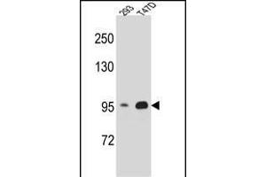 CTNNB1 Antibody (N-term) A western blot analysis in 293,T47D cell line lysates (35 μg/lane). (CTNNB1 Antikörper  (N-Term))