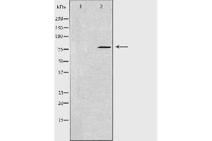 Western blot analysis of extracts from NIH/3T3 cells, using GNE antibody. (GNE Antikörper)