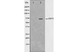 Western blot analysis on COS7 cell lysate using GRP75 Antibody,The lane on the left is treated with the antigen-specific peptide.