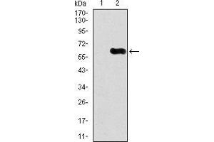 Western Blotting (WB) image for anti-Calcium/calmodulin-Dependent Protein Kinase IV (CAMK4) (AA 35-292) antibody (ABIN1098144)