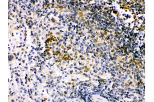 Anti- IRF5 Picoband antibody, IHC(P) IHC(P): Mouse Spleen Tissue