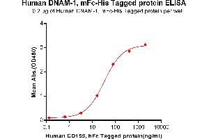 ELISA plate pre-coated by 2 μg/mL (100 μL/well) Human DNAM-1, mFc-His tagged protein (ABIN6961117) can bind Human CD155, hFc Tagged protein(ABIN6961168) in a linear range of 0. (CD226 Protein (CD226) (mFc-His Tag))