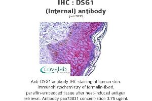 Image no. 1 for anti-Desmoglein 1 (DSG1) (Internal Region) antibody (ABIN1733615) (Desmoglein 1 Antikörper  (Internal Region))