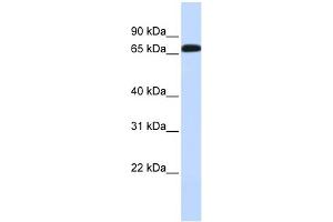 WB Suggested Anti-SLC6A1 Antibody Titration:  0.